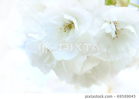 Shirotae Shirotae White Sakura Close-up Shirotae Shirotae White Sakura Close-up 69589045