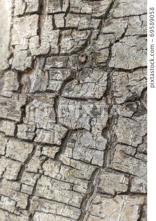 Wood grain texture 69589058