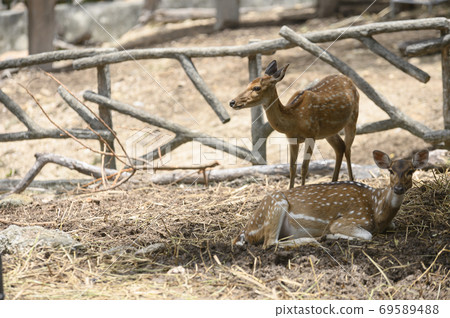 Deer on abstract background Deer on abstract background 69589488
