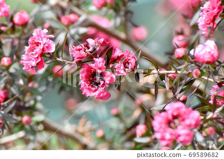 在三鷹中原盛開的紅色Gyoryubai花 69589682