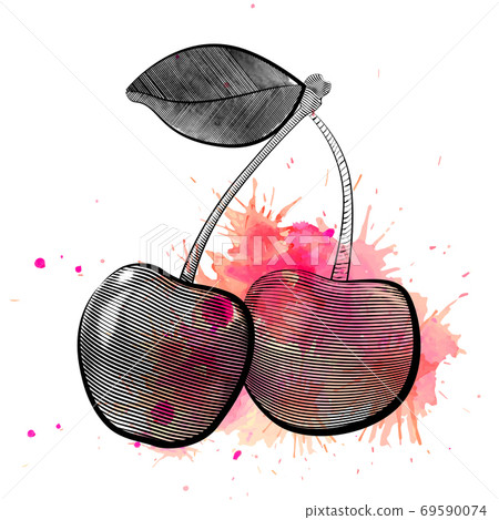 Vector engraving illustration of pair of cherries with pink watercolor splashes. Vector engraving illustration of pair of cherries with pink watercolor splashes. 69590074