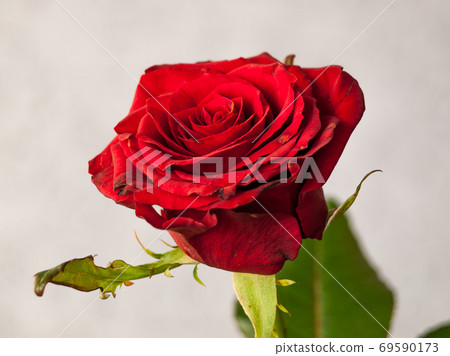Bud of red rose in grey blurred background 69590173