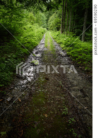 Woodland penumbra. Wet forest road in partial shade of the green Carpathian woods. Mountain dirtroad at the foot of Mt. Bilyi Kamin (1062), Polonynian Beskids, Ukrainian Carpathians 69590290