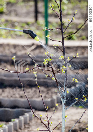 Protecting young apple tree from fungal disease or vermin with pressure sprayer 69590304