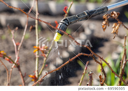 Protecting a bush of roses from vermin with pressure sprayer Protecting a bush of roses from vermin with pressure sprayer 69590305