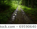 Woodland route. A glimpse of light on a forest dirt road in the summer 69590640