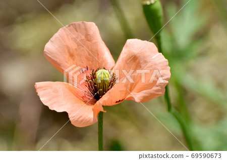 在三鷹中原盛開的橙色虞美人花 69590673