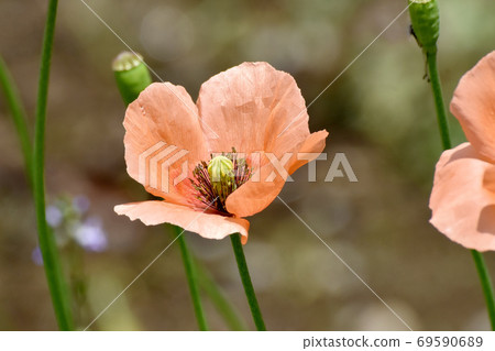 Orange corn poppy flowers blooming in Mitaka Nakahara Orange corn poppy flowers blooming in Mitaka Nakahara 69590689