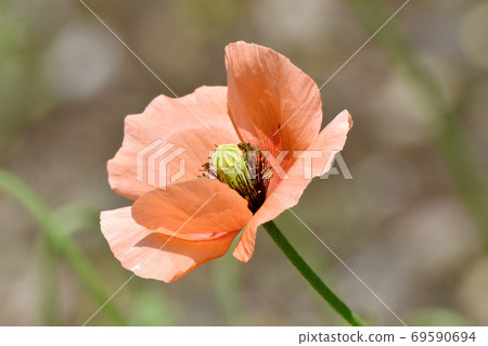 Orange corn poppy flowers blooming in Mitaka Nakahara Orange corn poppy flowers blooming in Mitaka Nakahara 69590694