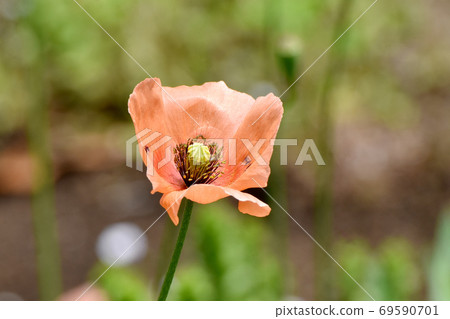 Orange corn poppy flowers blooming in Mitaka Nakahara Orange corn poppy flowers blooming in Mitaka Nakahara 69590701