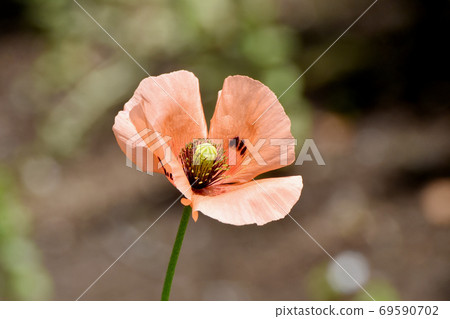 在三鷹中原盛開的橙色虞美人花 69590702