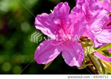 Pink azalea (Omurasaki) flowers blooming in Mitaka Nakahara 69590712