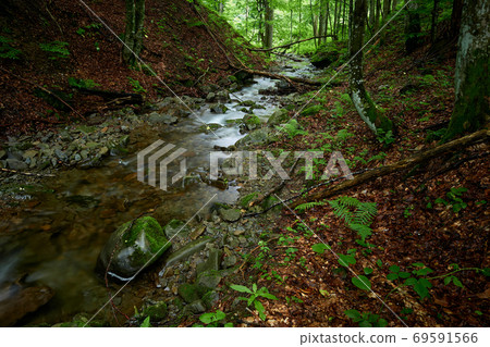 Mountain stream. A mountain stream carries crystal clear water among deciduous forest Mountain stream. A mountain stream carries crystal clear water among deciduous forest 69591566
