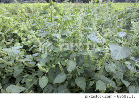 Egama field Egama field 69592113