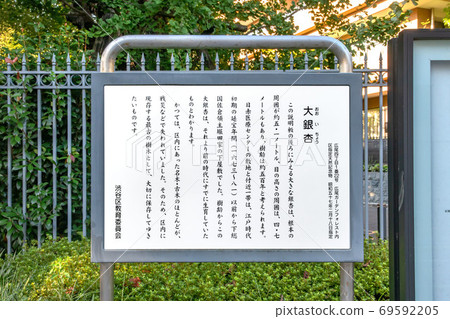 Great Ginkgo in Shibuya-ku, Tokyo Great Ginkgo in Shibuya-ku, Tokyo 69592205