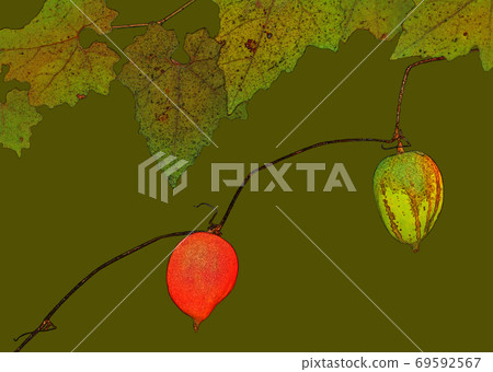 Fruit of rapeseed 69592567