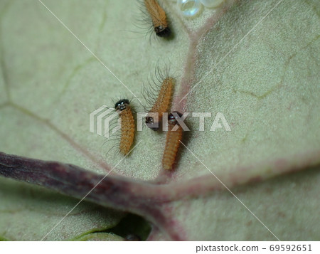 First-instar larva of Japanese luehdorfia First-instar larva of Japanese luehdorfia 69592651
