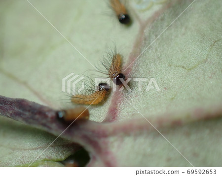 First-instar larva of Japanese luehdorfia First-instar larva of Japanese luehdorfia 69592653