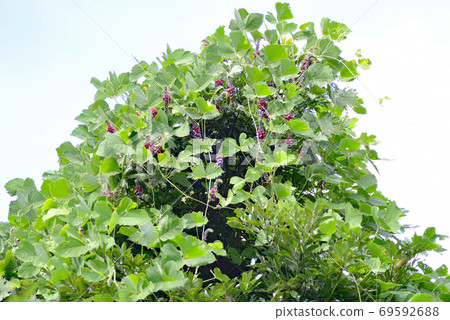 Waste flowers for subjects such as paintings and designs 69592688