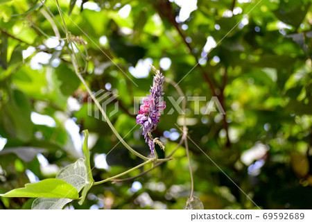紅紫色廢花 紅紫色廢花 69592689