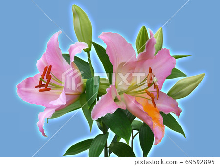 Yuri Casablanca 69592895