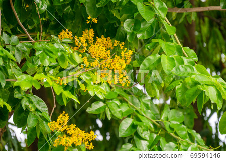 Pterocarpus macrocarpus yellow flower with the bees Pterocarpus macrocarpus yellow flower with the bees 69594146