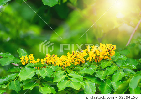 Pterocarpus macrocarpus yellow flower with the bees find food Pterocarpus macrocarpus yellow flower with the bees find food 69594150