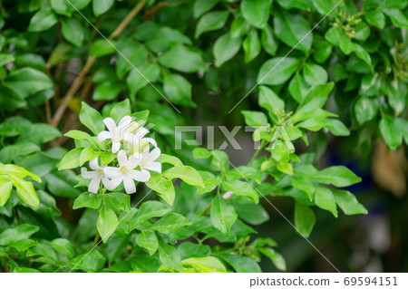 Thai orange Jasmine, white orange jasmine flower with green leaves Thai orange Jasmine, white orange jasmine flower with green leaves 69594151