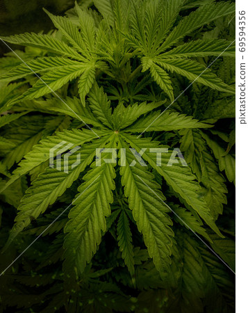 Cannabis plant leaves on dark background 69594356