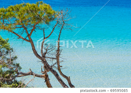 Pine tree and turquoise water in Maria Pia beach 69595085