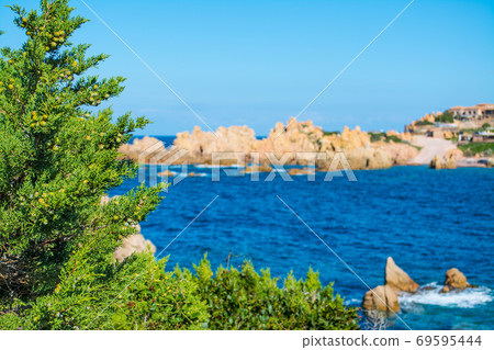 Pine tree in Costa Paradiso 69595444