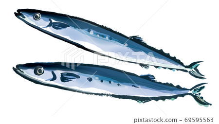 pacific saury with good freshness 4 69595563