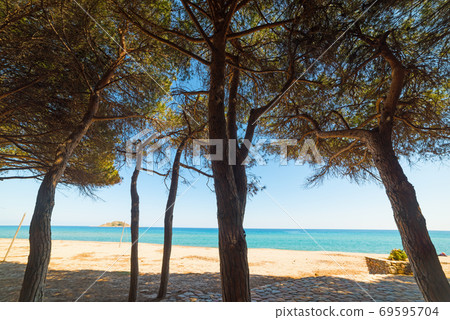 Pine trees in Is Orrosas beach Pine trees in Is Orrosas beach 69595704