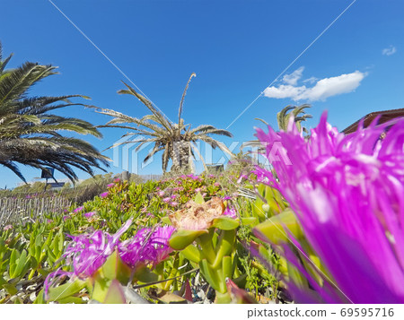 Pink flowers and palm trees in Alghero 69595716
