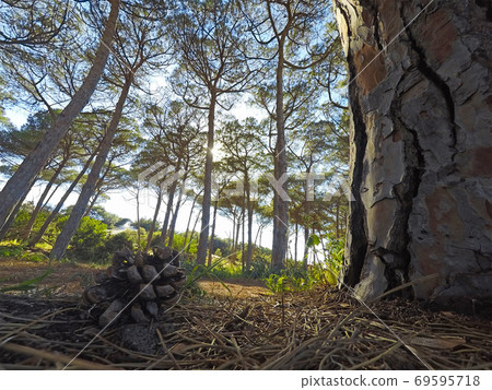 Pine cone by a trunk 69595718