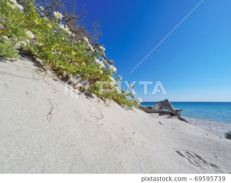 Flowers on a sand dune in Alghero 69595739
