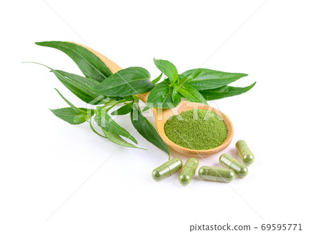 Kariyat,Andrographis paniculata leaf and capsule on white background 69595771