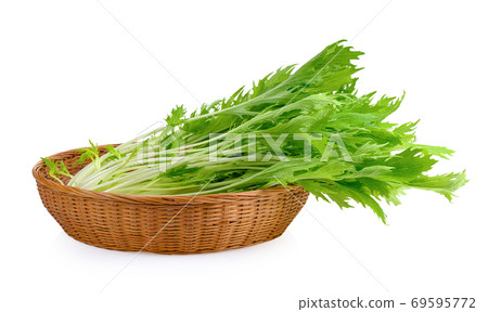 Fresh mizuna on white background Fresh mizuna on white background 69595772
