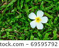 White plumeria on green grass 69595792