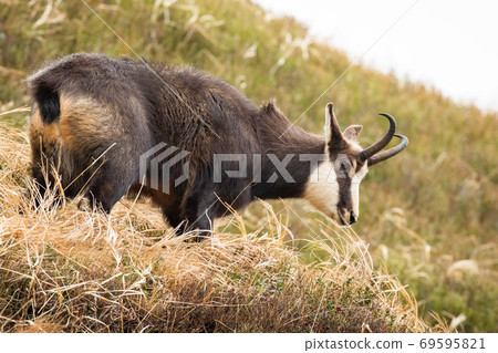 Tatra chamois standing on dry meadow in autumn nature. 69595821