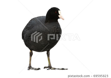 Small eurasian coot standing in nature isolated on white background. 69595823