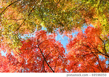 向上看，紅色和綠色的秋葉覆蓋了藍天 69596050