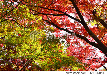 仰望時紅色和綠色葉子的對角線排列 69596051