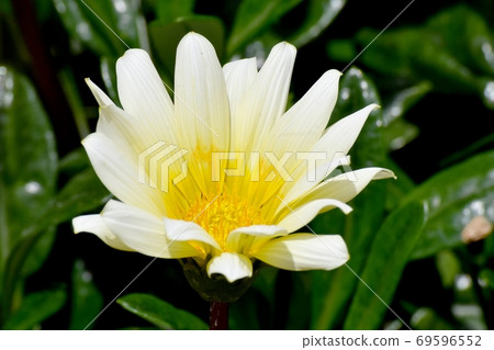 White and yellow Gazania flowers blooming in Mitaka Nakahara White and yellow Gazania flowers blooming in Mitaka Nakahara 69596552