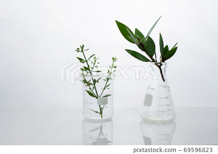 green leave in biotechnology science laboratory with flask beaker and water white background 69596823