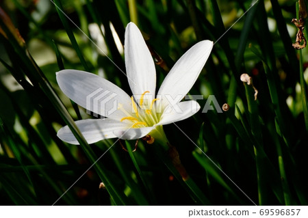 開花在三鷹中原的白色Tamasdale 開花在三鷹中原的白色Tamasdale 69596857