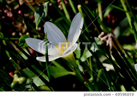 開花在三鷹中原的白色Tamasdale 69596859