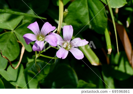 Pink wood sorrel flowers blooming in Mitaka Nakahara Pink wood sorrel flowers blooming in Mitaka Nakahara 69596861