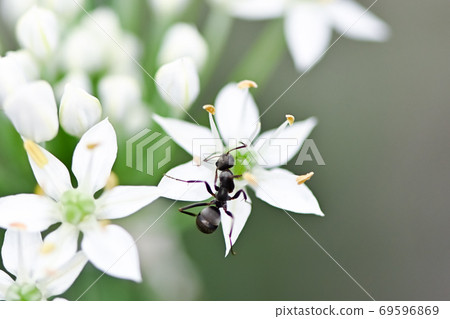 Ants and leeks 69596869