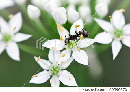 Ants and leeks 69596870